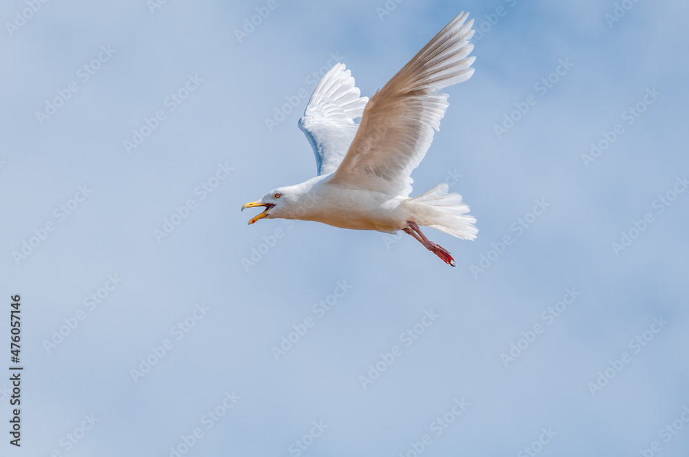 Fototapeta premium Glaucous Gull (Larus hyperboreus) in Barents Sea coastal area, Russia
