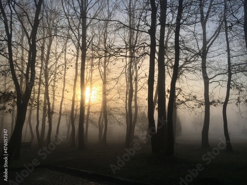 sunrise in the fog