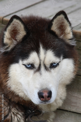 A husky dog looks unfriendly or suspicious. Sad dog with blue eyes. Angry gaze. Unfriendly animal   vertical