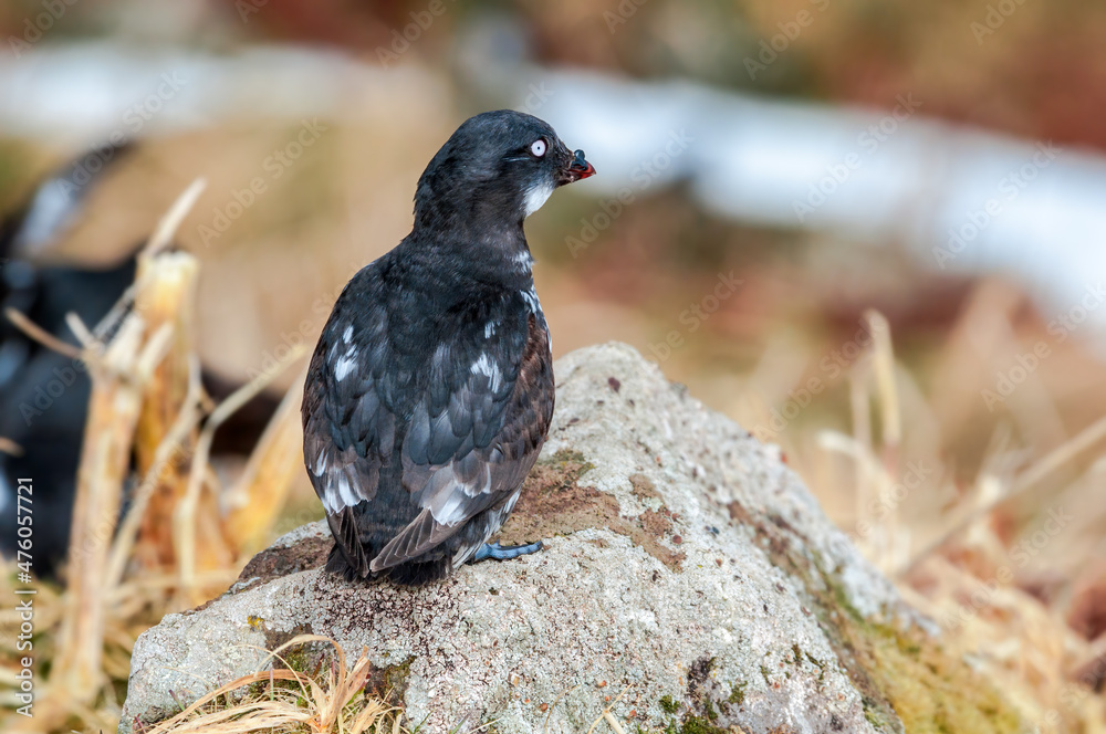 Fototapeta premium Least Auklet (Aethia pusilla) at colony in St. George Island, Pribilof Islands, Alaska, USA