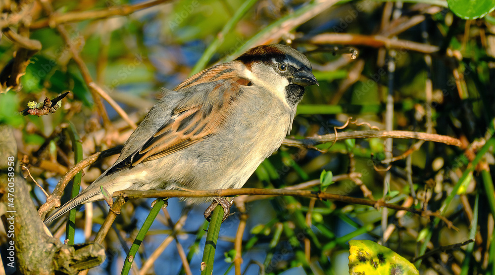 The house sparrow is a bird of the sparrow family Passeridae, found in most parts of the world. It is a small bird that has a typical length of 16 cm and a mass of 24–39.5 g. The house sparrow is a bird of the sparrow family Passeridae, found in most parts of the world. It is a small bird that has a typical length of 16 cm and a mass of 24–39.5 g.