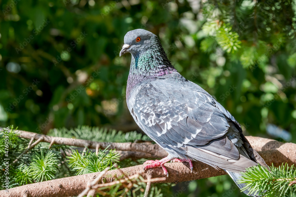 Fototapeta premium Rock Dove (Columba livia) in park, Moscow, Russia