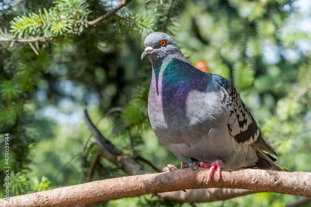 Rock Dove (Columba livia) in park, Moscow, Russia Rock Dove (Columba livia) in park, Moscow, Russia