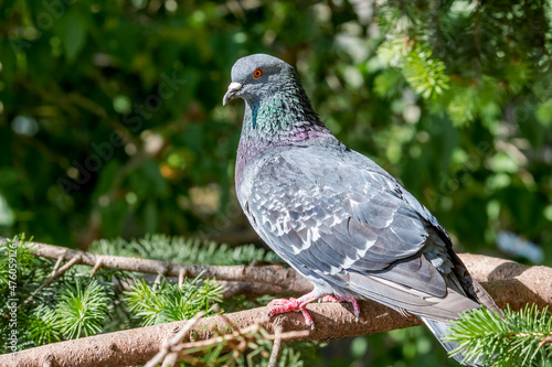 Wallpaper Mural Rock Dove (Columba livia) in park, Moscow, Russia Torontodigital.ca