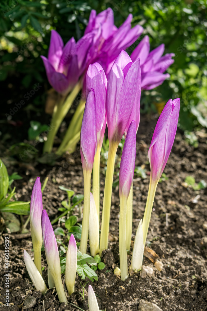 Giant Meadow Saffron (Colchicum speciosum) in garden Giant Meadow Saffron (Colchicum speciosum) in garden