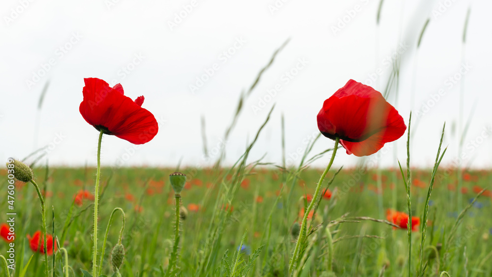 Obraz premium mohnblumen feld