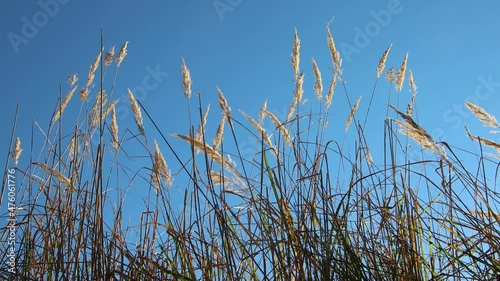 Low angle side view of feather reed grass moving in the wind with blue sky in the background.