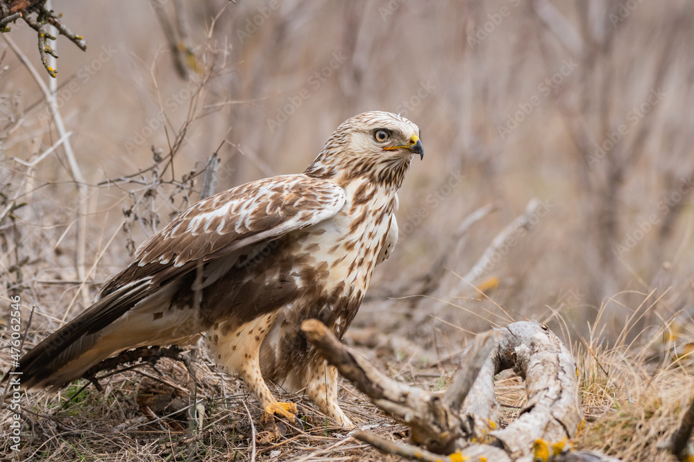 Close-up photo of buzzard. Rough-legged Buzzard, Buteo lagopus Close-up photo of buzzard. Rough-legged Buzzard, Buteo lagopus