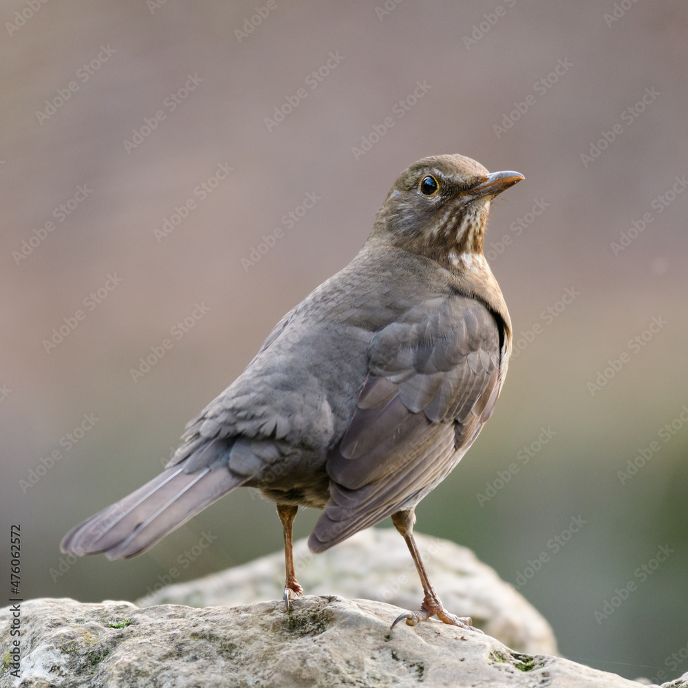 Common blackbird young Turdus merula in the wild Common blackbird young Turdus merula in the wild