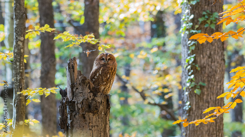 Tableau sur toile Tawny owl in the autumn forest. Strix aluco