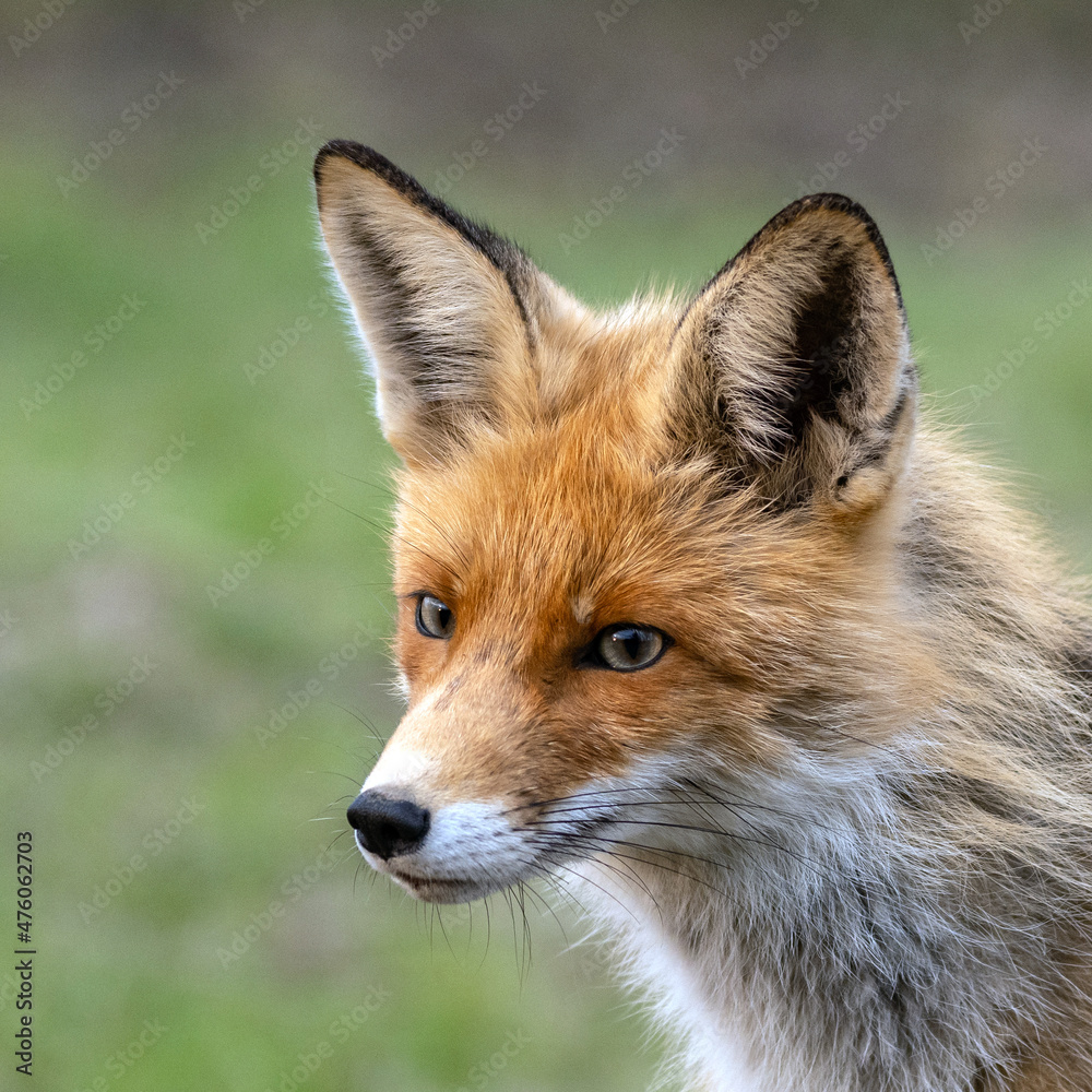 Red Fox Vulpes vulpes in the wild. Close up