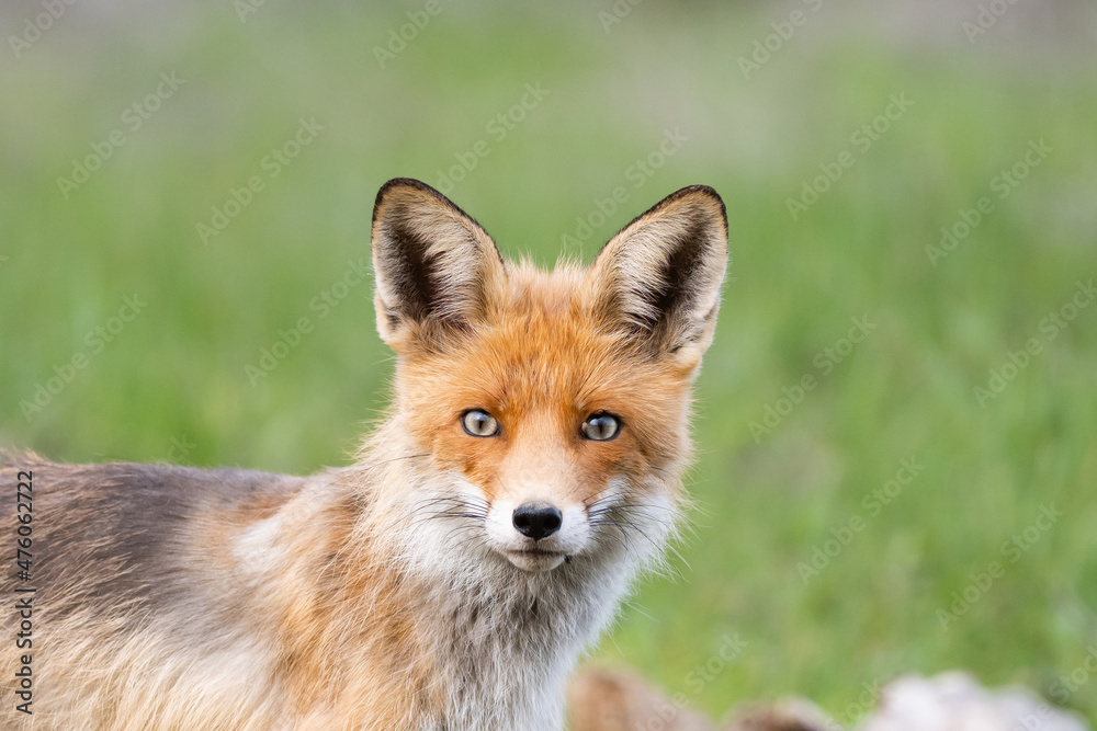 Portrait of a red fox Vulpes vulpes on a green background