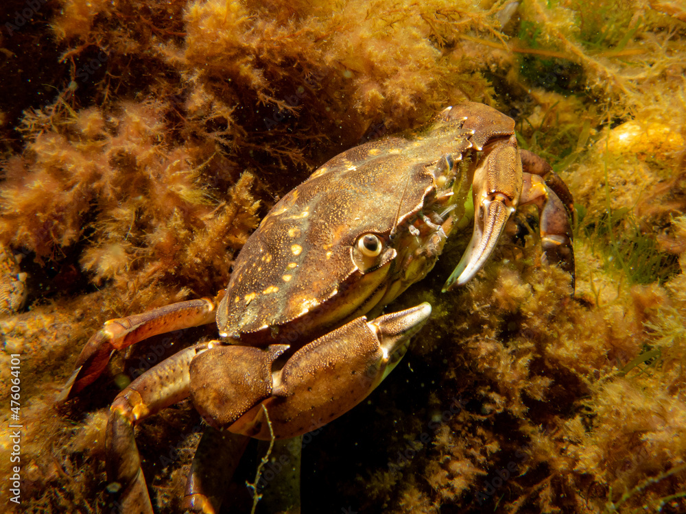A crab among seaweed and stones. Picture from The Sound, between Sweden and Denmark A crab among seaweed and stones. Picture from The Sound, between Sweden and Denmark