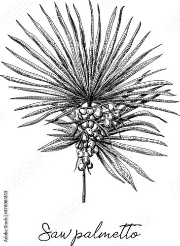 Saw palmetto - Palm tree. Sketchy hand-drawn vector illustration. photo