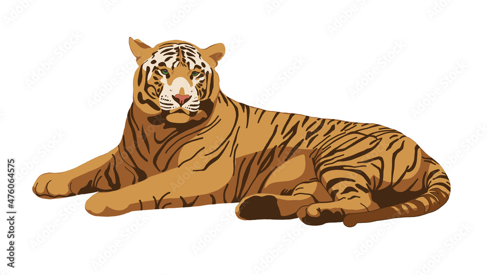 Tiger hand drawn illustration. Red tiger isolated on white. Symbol of Chinese New Year. Big wild cat, feline animal, predator. Bengal, Siberian tiger. African, Savannah wildlife	