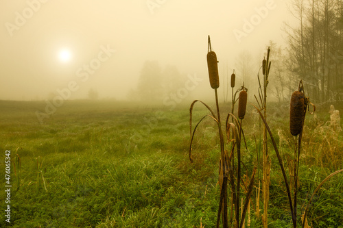 Jesienny mglisty poranek na Podlasiu 