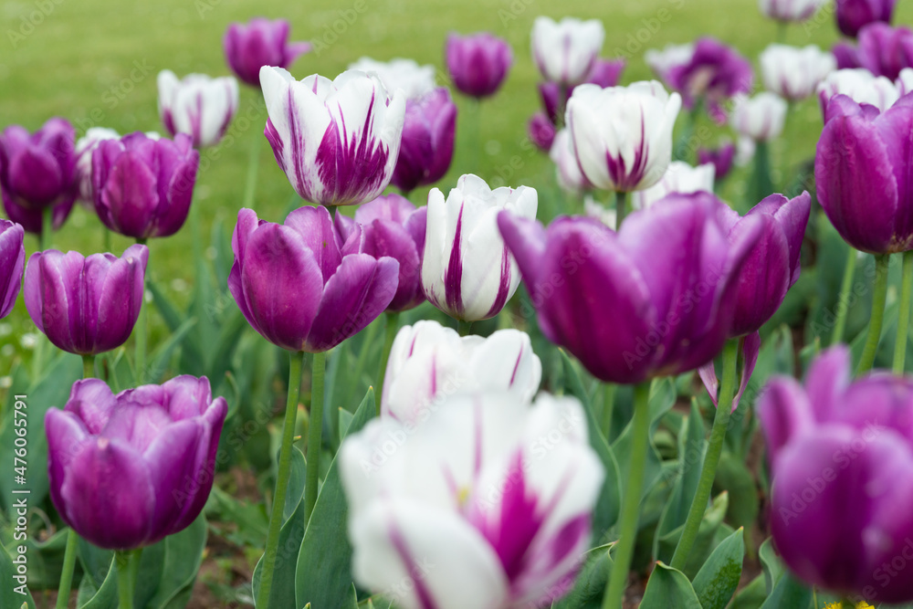 tulpenwiese