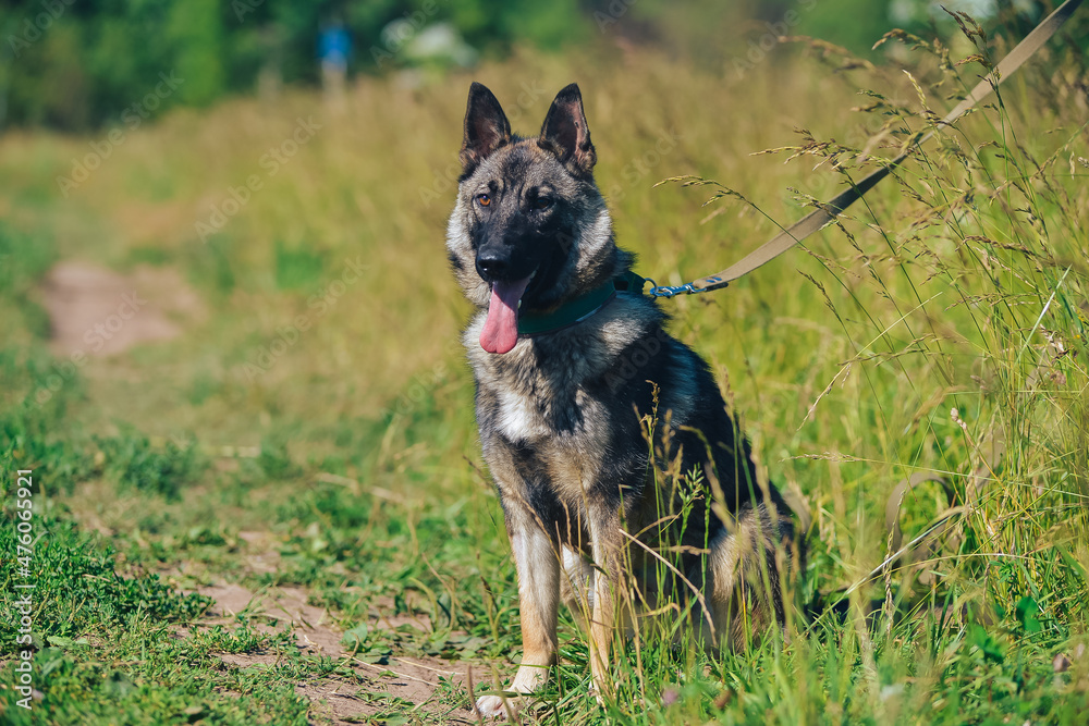 a German Shepherd dog on a walk in the summer