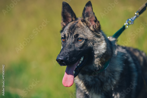 the muzzle of a dog similar to a German shepherd