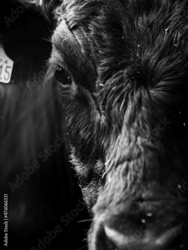 Young black bull close up portrait. British beef heard animal