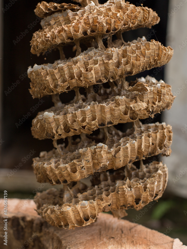 Hornets nest in the hollow of an old tree Hornets nest in the hollow of an old tree