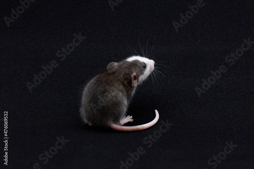 Decorative Dumbo rat do sports on white background, front view. Animal themes