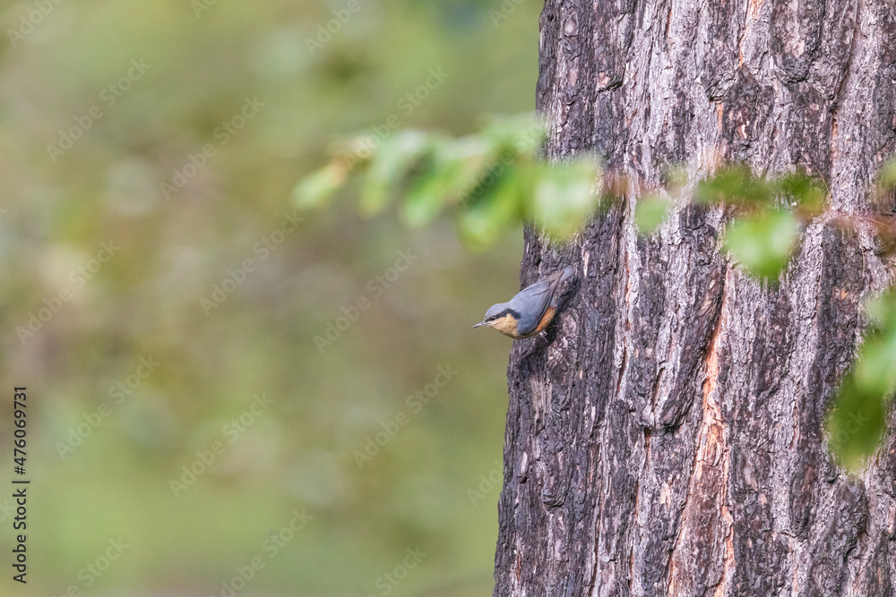 Chestnut-vented nuthatch (Sitta nagaensis) at Walong, Arunachal Pradesh, India Chestnut-vented nuthatch (Sitta nagaensis) at Walong, Arunachal Pradesh, India