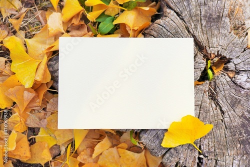 古い切り株を背景に黄色いイチョウの落ち葉を飾った空白のカードのモックアップ