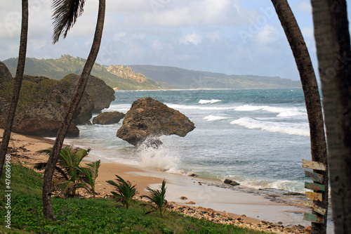 Bethsheba Bay in Barbados.  A rugged coastline with huge boulders jutting out of the Atlantic Ocean framed by Palm Tree Trunks photo