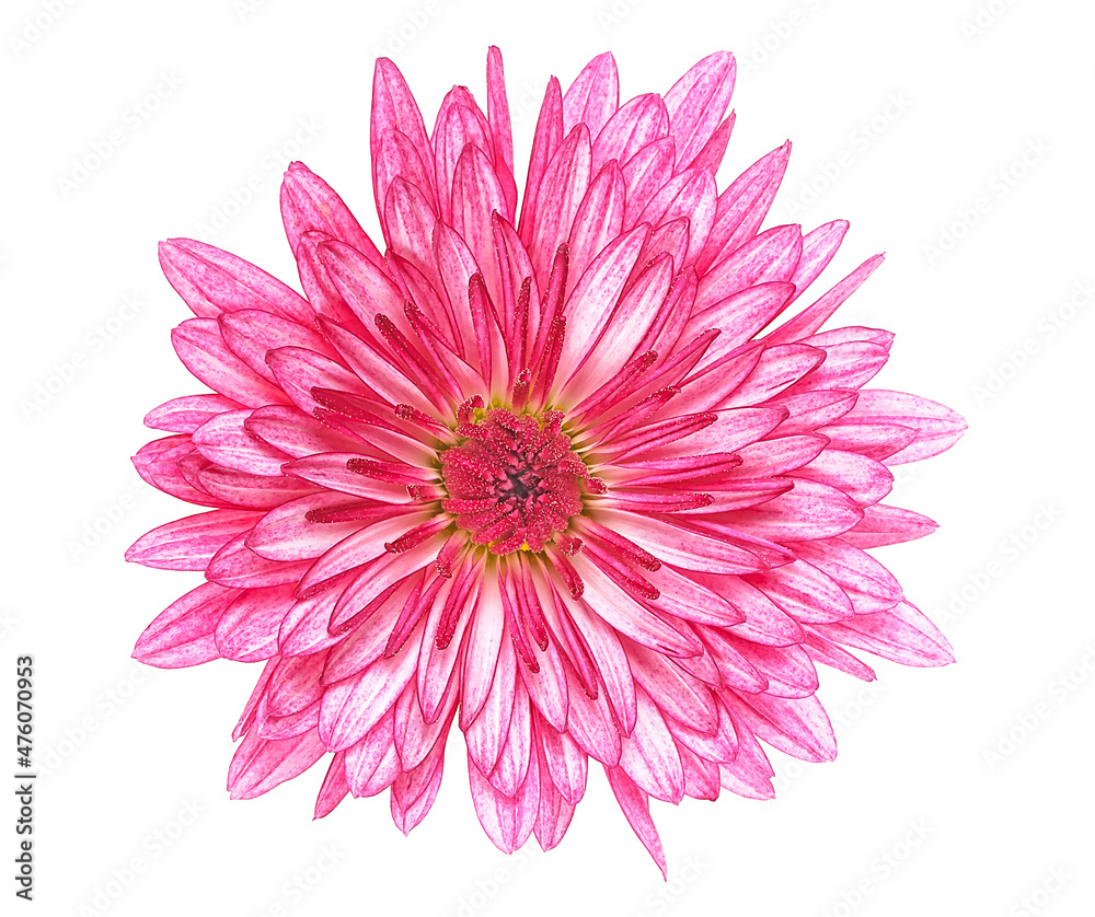Pink chrysanthemum flower head isolated on a white background
