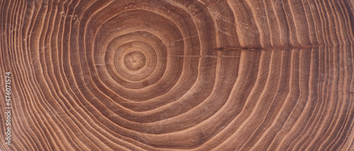 Concentric brown tree cross-section with annual rings