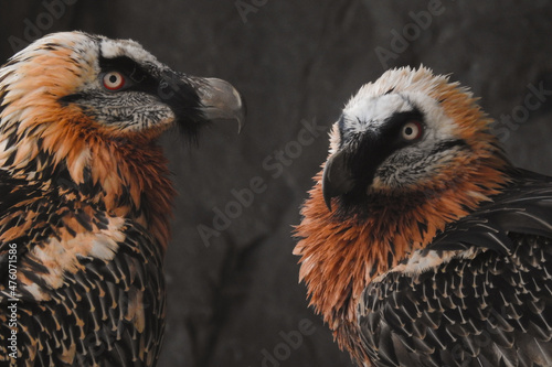 Avvoltoio Gipeto (Gypaetus barbatus), primo piano coppia
