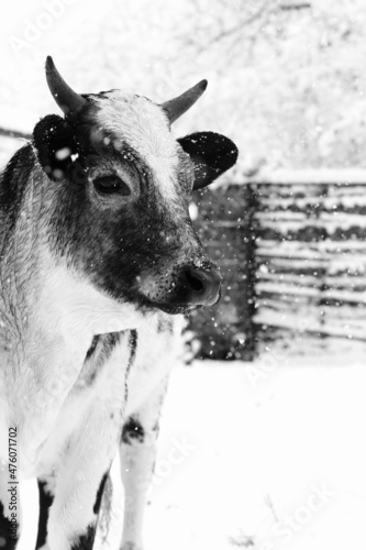 Young pretty beef cow portrait in winter snow closeup.