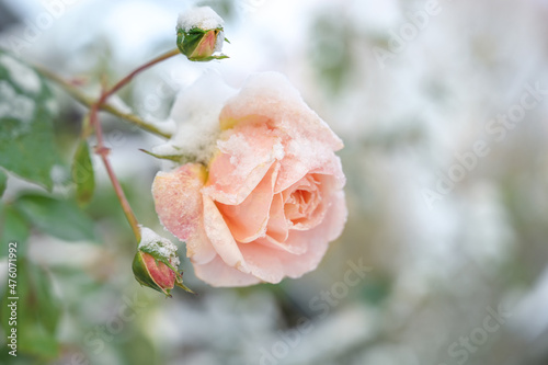 Fototapeta Naklejka Na Ścianę i Meble -  Last blooming rose covered with snow in the garden in winter, copy space, selected focus