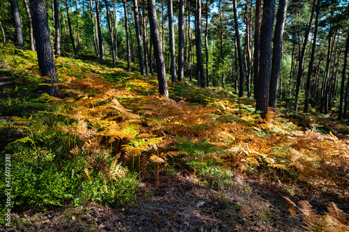 Vegetation of bracken and blueberry plant in pine wood, Czech paradise.