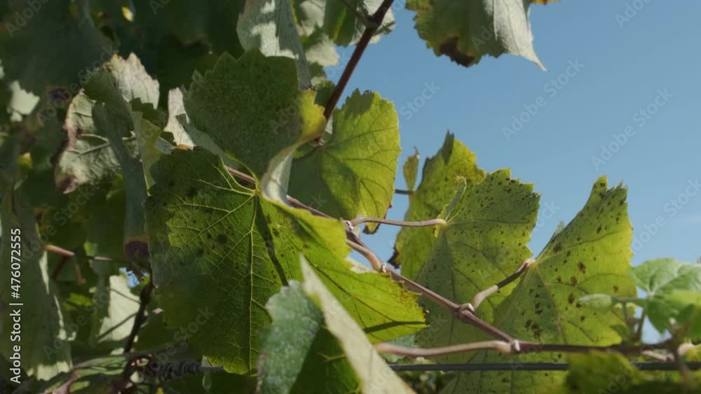 Rising view through the vines on a wire at Monsaraz vineyard.