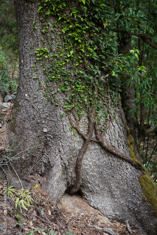 Elven ivy on a trunk