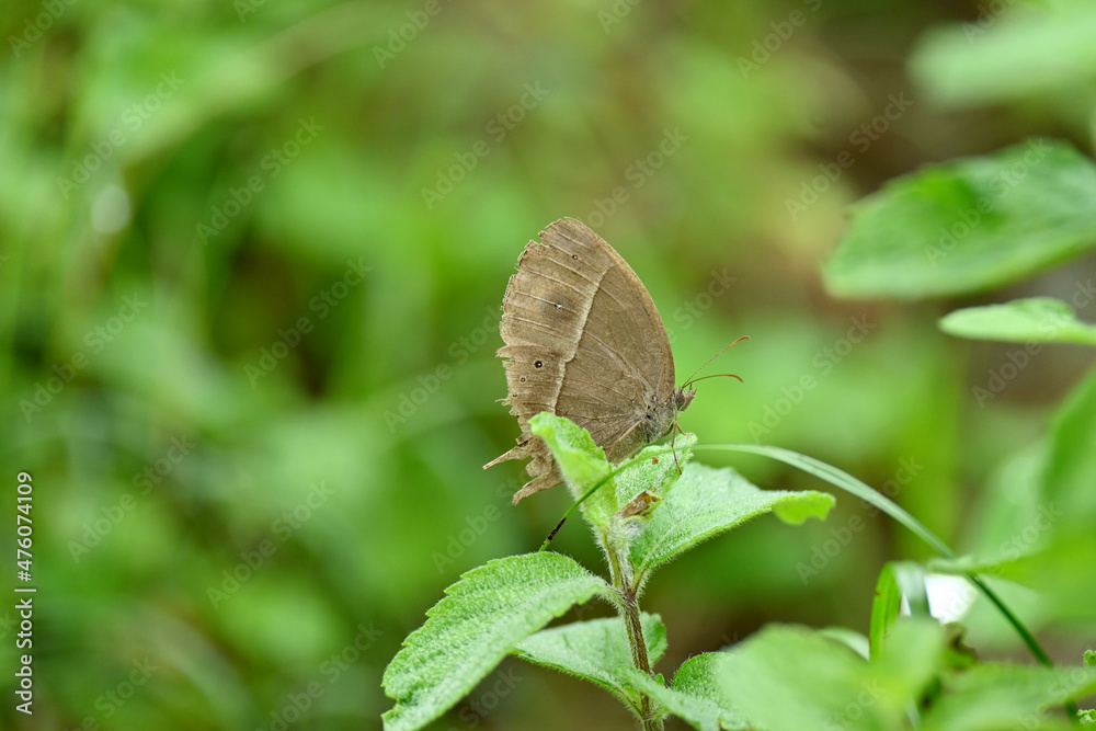 closeup the beautiful brown color butterfly hold on the green grass plant over out of focus green brown background. closeup the beautiful brown color butterfly hold on the green grass plant over out of focus green brown background.