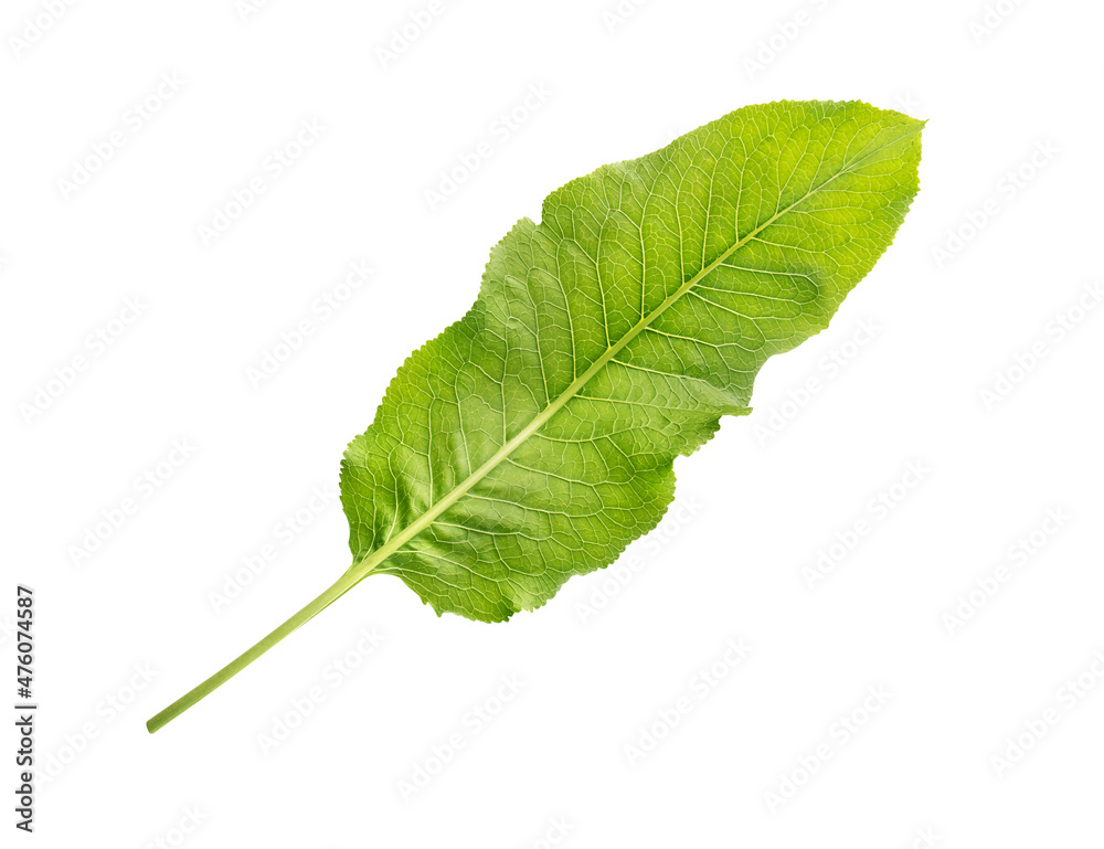 Fototapeta premium Horseradish leaf on white background
