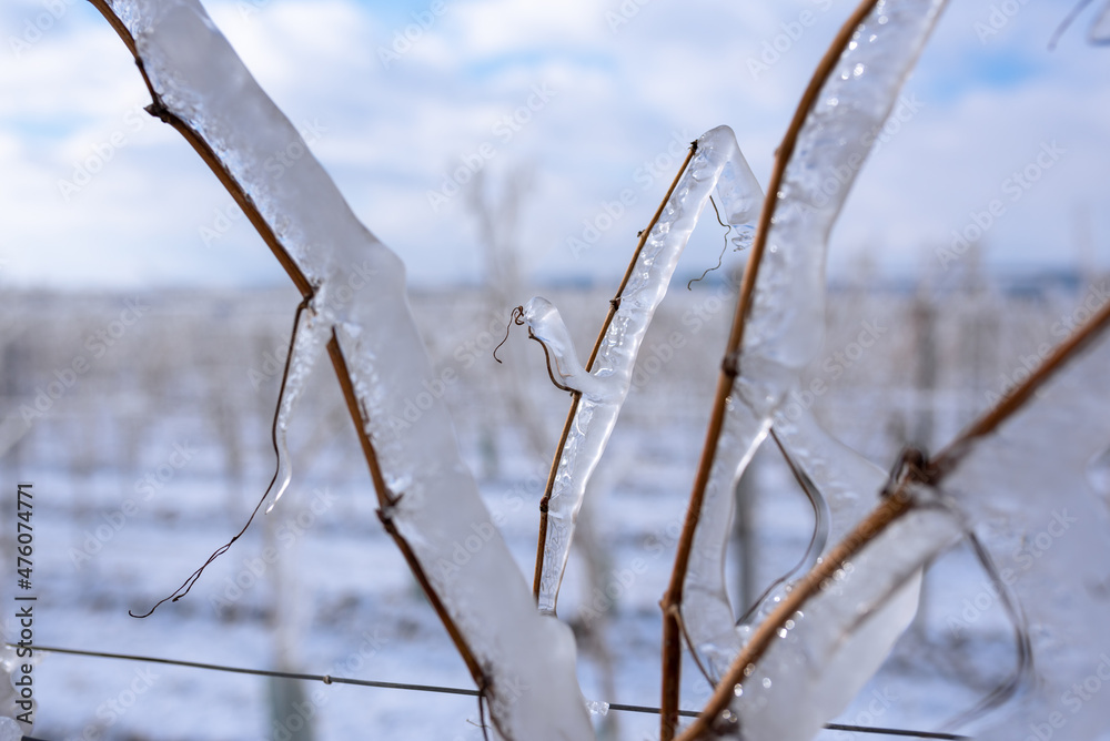 Close up of a frozen grapevine in sunshine. Water cluster after frozen rain in the sunlight. Photo suitable as a mural for wineries Close up of a frozen grapevine in sunshine. Water cluster after frozen rain in the sunlight. Photo suitable as a mural for wineries