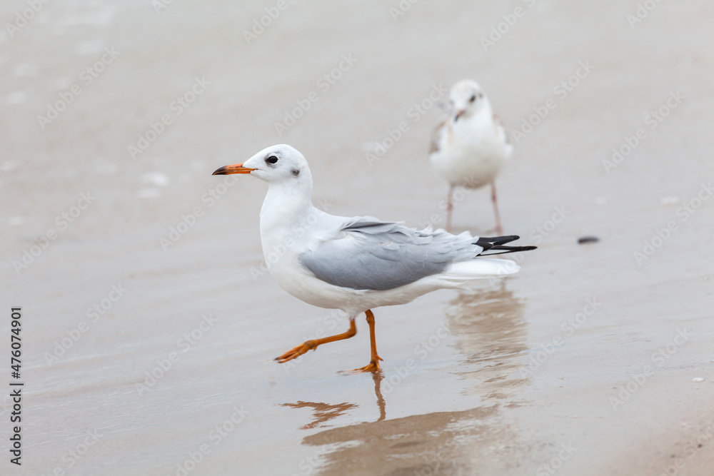 Seagull in the natural environment on the Baltic Sea. Seagull in the natural environment on the Baltic Sea.