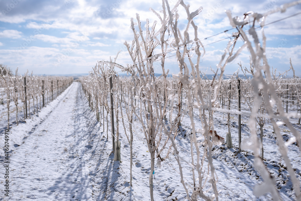 Frozen vineyard in white winter with slightly cloudy weather. Snow-covered winter landscape in Austria's wine district Frozen vineyard in white winter with slightly cloudy weather. Snow-covered winter landscape in Austria's wine district