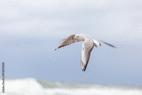 Seagull in the natural environment on the Baltic Sea. © masar1920
