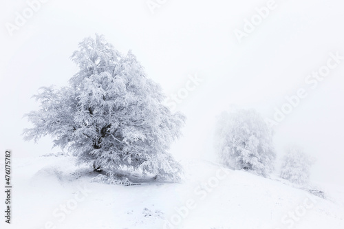 Isolated single tree on white background. black and white.