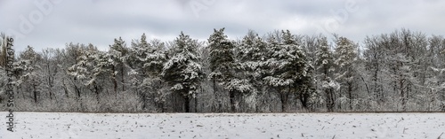 Wallpaper Mural Panorama of a forest with snow-covered trees Torontodigital.ca
