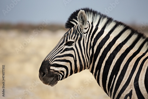 Portrait of a zebra in profile. Etosha  Namibia.