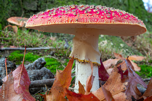 Closeup shot of Amanita muscaria, commonly known as the fly agaric or fly amanita photo