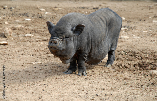 Vietnamese Pot-bellied pig