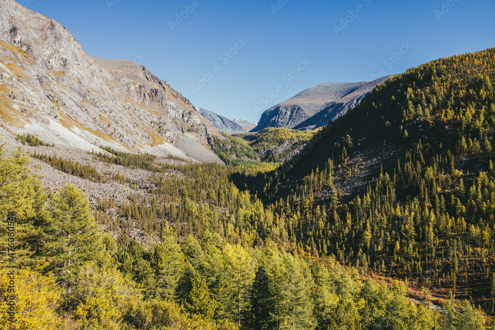 Scenic autumn landscape with narrow valley and mountains with coniferous forest of orange larches trees under blue sky. Mountain vastness in golden sunlight. Beautiful highland view in autumn colors.