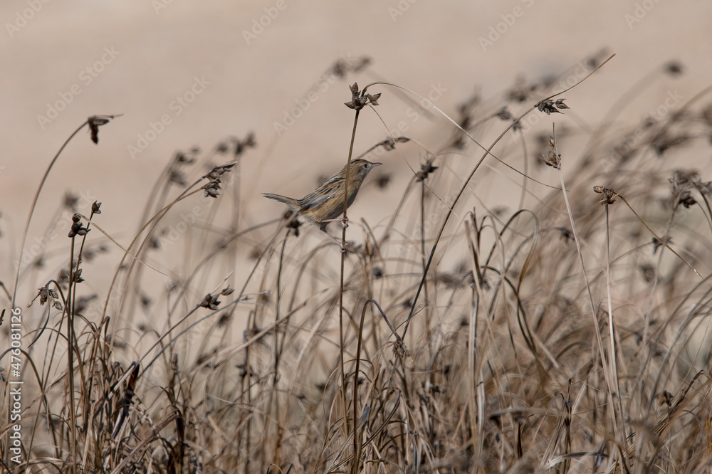 Obraz premium Zitting Cisticola (Cisticola juncidis) in ria formosa Portugal.